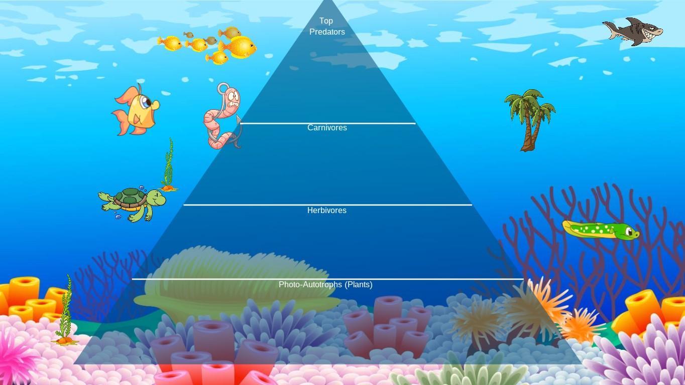 Ocean Ecological Pyrami