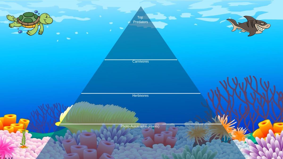 Ocean Ecological Pyramid