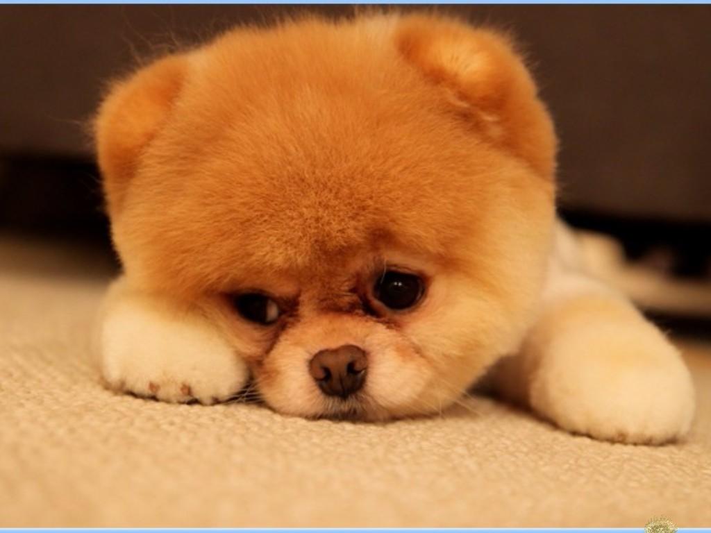Spin Draw: Boo The Dog