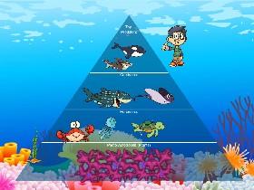 Ecological Pyramid 1