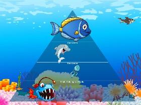 Ecological Pyramid 1