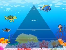Ecological Pyramid 2