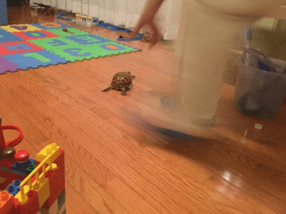 Fast Turtle (Animation)