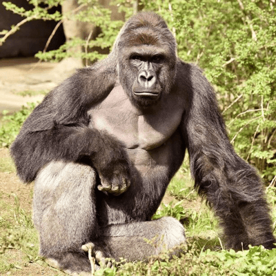 Harambe Tribute