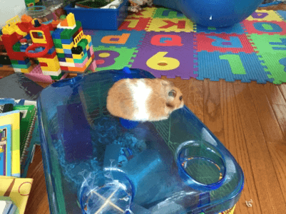 Shaking hamster