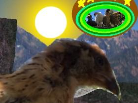 chicken run