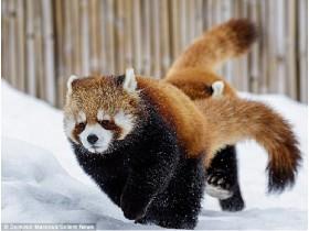 red pandas for life