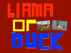 Llama or Duck?