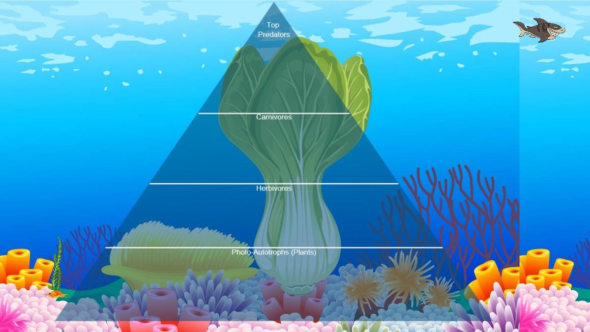 Ocean Ecological Pyramid
