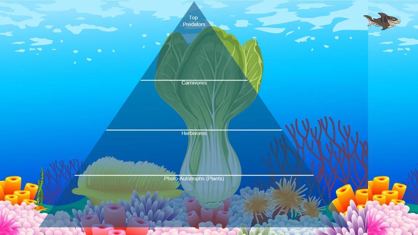 Ocean Ecological Pyramid
