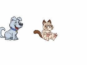chase the cat
