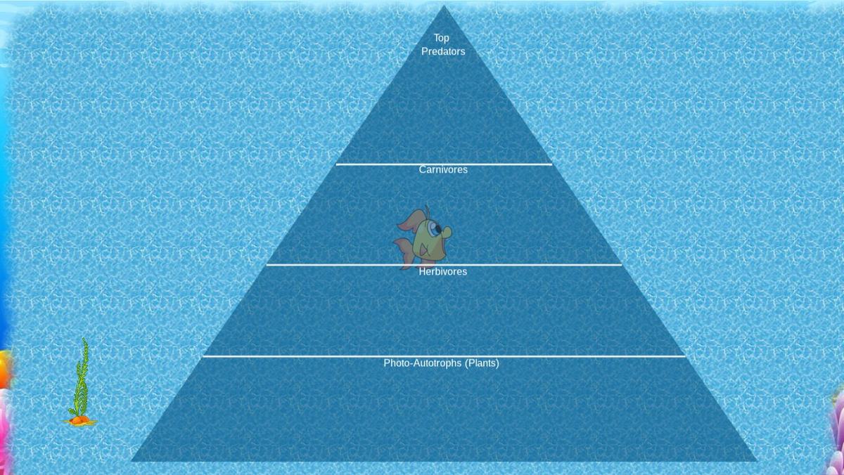 Ocean Ecological Pyramid