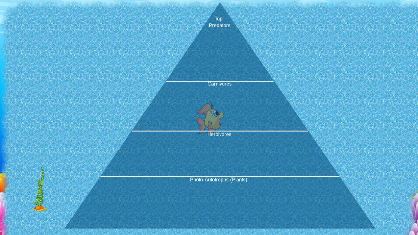 Ocean Ecological Pyramid