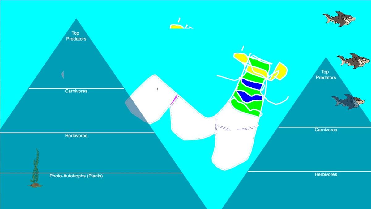 Ocean Ecological Pyramid