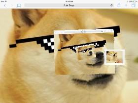 coool doge