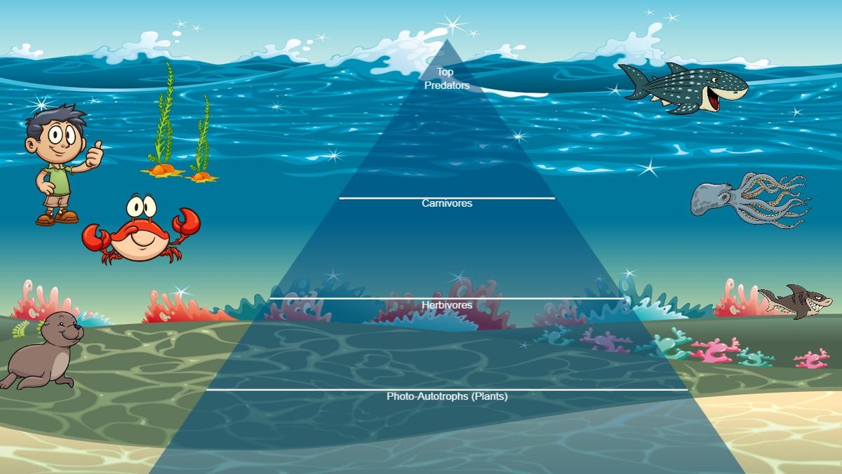 Ocean Ecological Pyramid