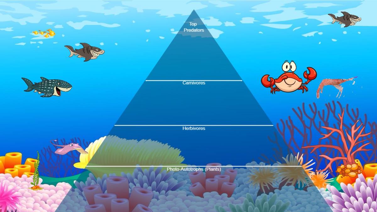 Ocean Ecological Pyramid
