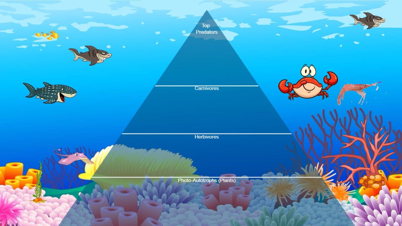 Ocean Ecological Pyramid