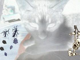 My cat!