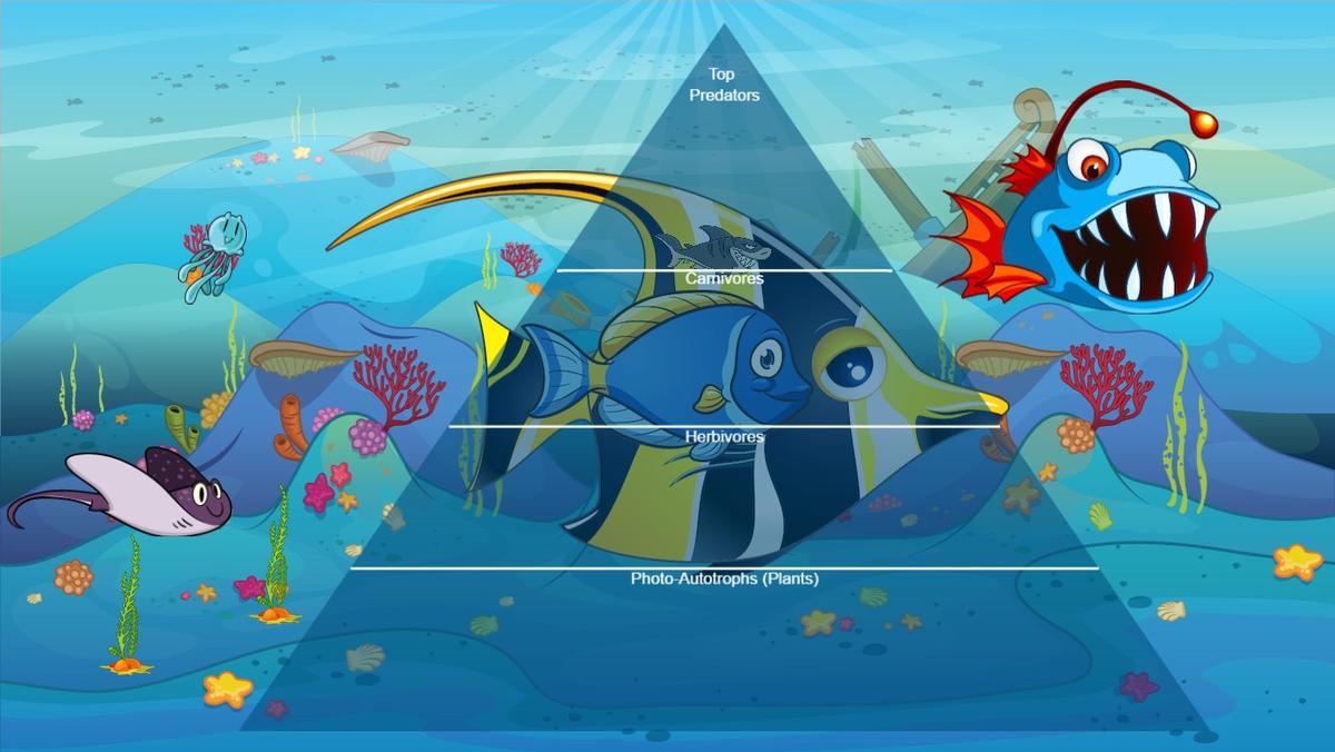 Ocean Ecological Pyramid