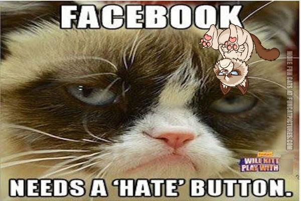 grumpy kitty