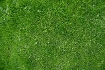 Leaf chase
