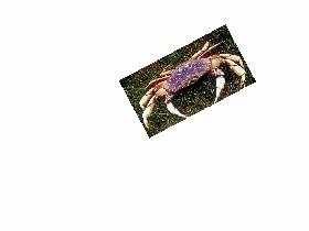 crab attack