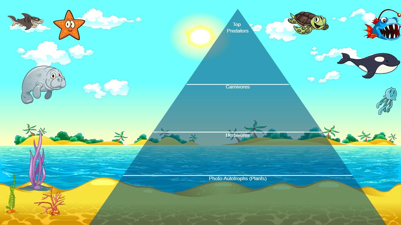 Ocean Ecological Pyramid