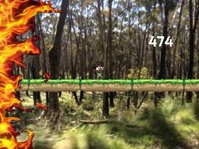 Forest Fire