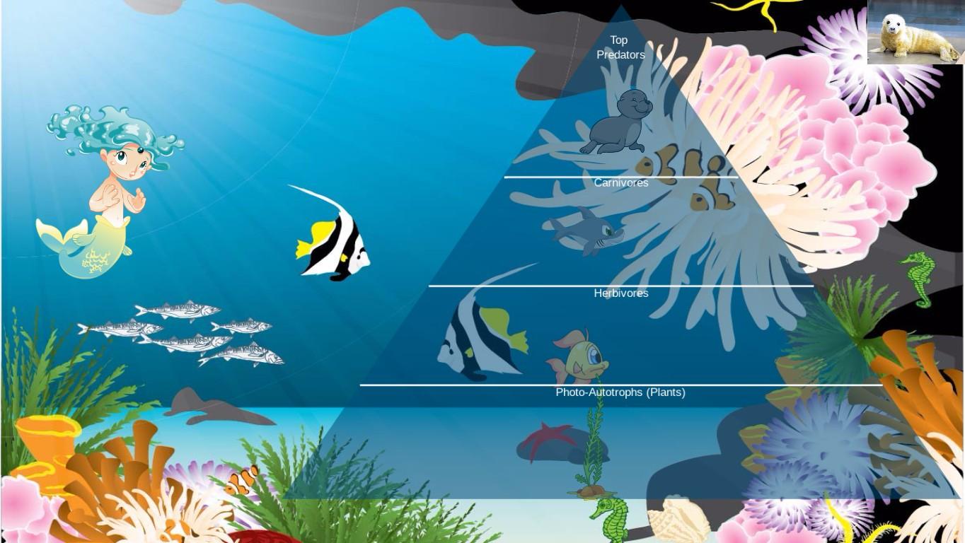 Ocean Ecological Pyramid