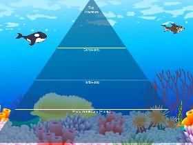 Ecological Pyramid