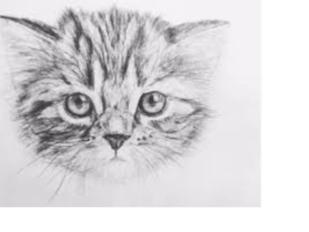 my cat drawn