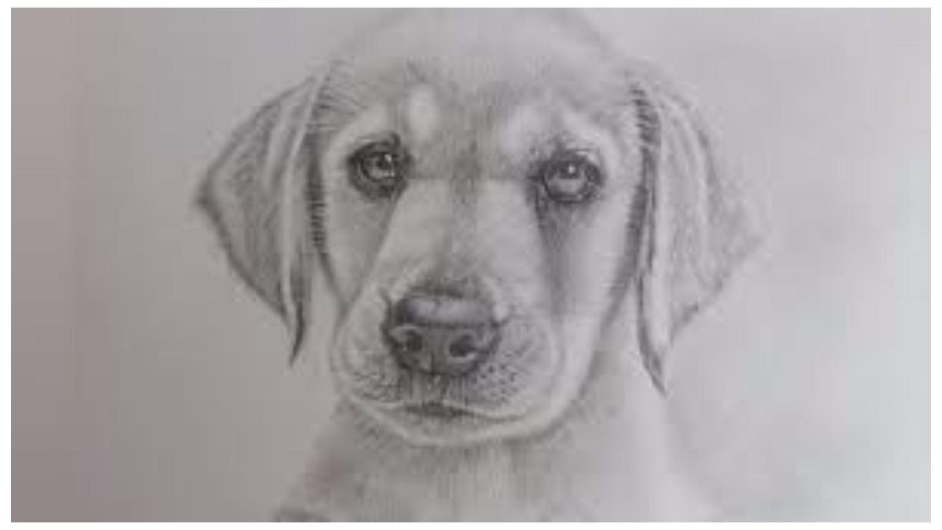 my puppie drawing