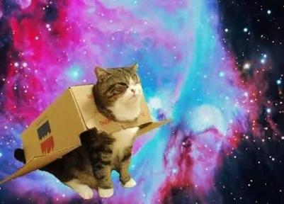Cat Wars