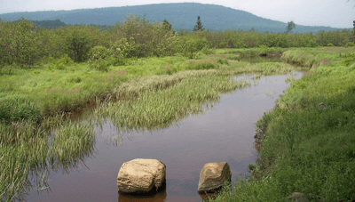 largemouth bass fishing🎣