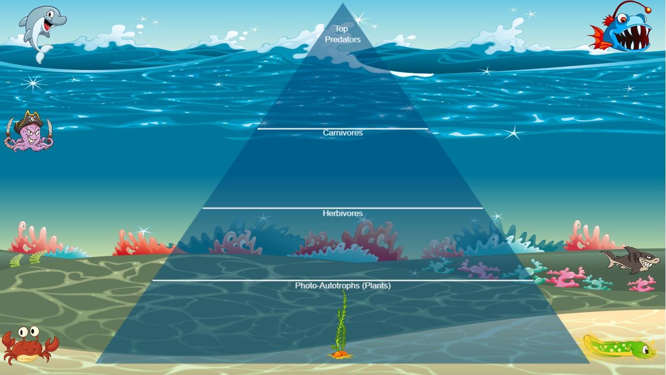 Ocean Ecological Pyramid