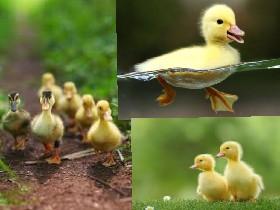 baby ducklings