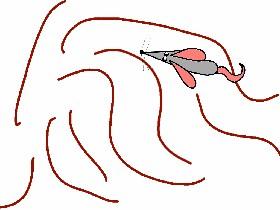 Rat maze
