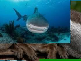 otter or shark