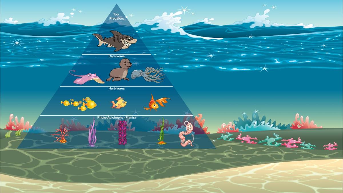 Ocean Ecological Pyramid