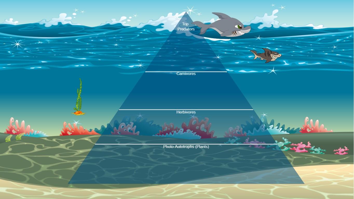 Ocean Ecological Pyramid