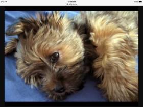 Awesome/cute kaliedo