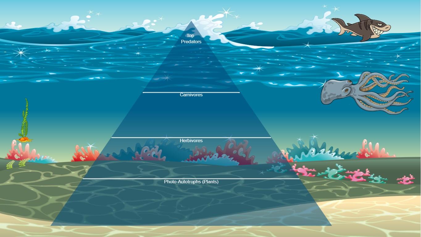 Ocean Ecological Pyramid