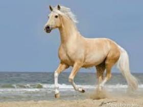 My horse Kentucky