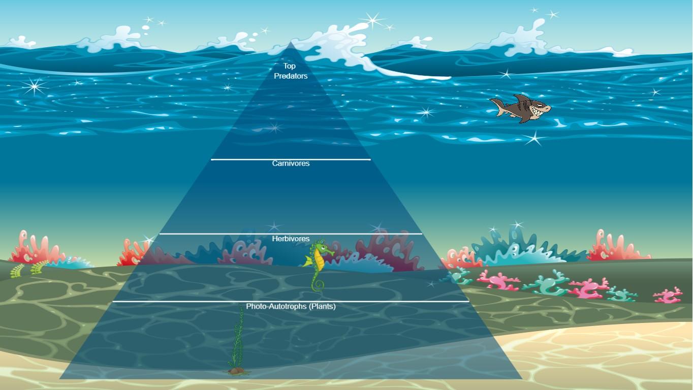 Ocean Ecological Pyramid