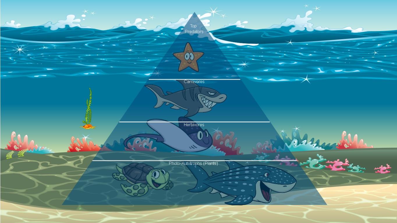 Ocean Ecological Pyramid