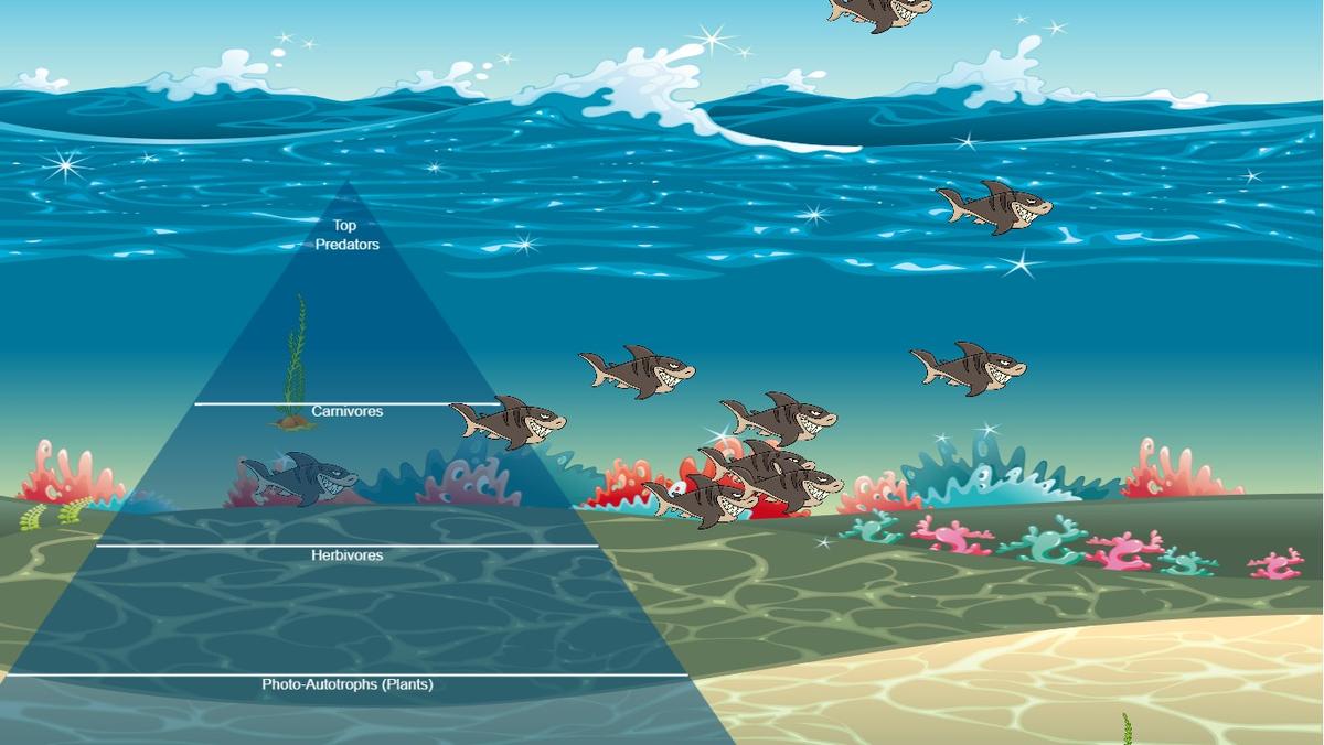 Ocean Ecological Pyramid