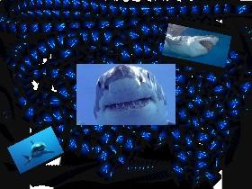 Spin Draw Shark Lovers