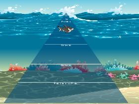 Ecological Pyramid 1