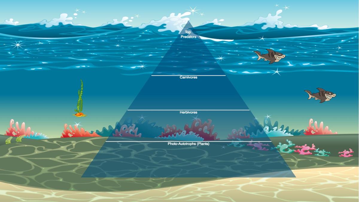 Ocean Ecological Pyramid